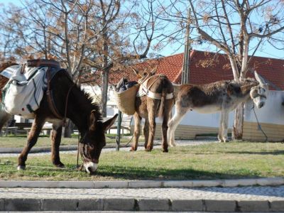 Wanderwoche mit Gepcktransport durch Esel an der Algarve Costa Vicentina Portugal