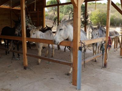 Wanderurlaub mit Gepcktransport durch Esel Agarve Portugal