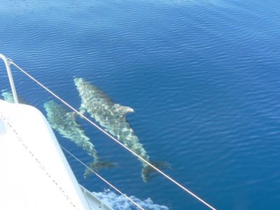 segeln mit kindern korfu delfine